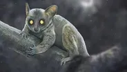 What Happened To Primates In North America?