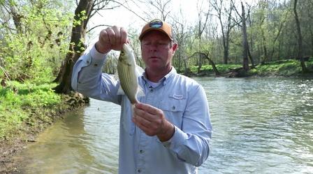 Video thumbnail: Kentucky Afield Spring Fishing; Native Seeds; Musky Fishing