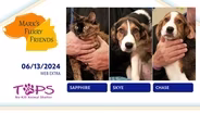 06/13/2024| Sapphire, Skye and Chase | Mark's Furry Friends | Extra