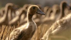 Duck Deployments and Mite Airstrikes: Nature’s Pest Patrol: asset-mezzanine-16x9