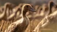 Duck Deployments and Mite Airstrikes: Nature’s Pest Patrol
