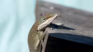 Exotic Introductions of the Lowcountry Part 1