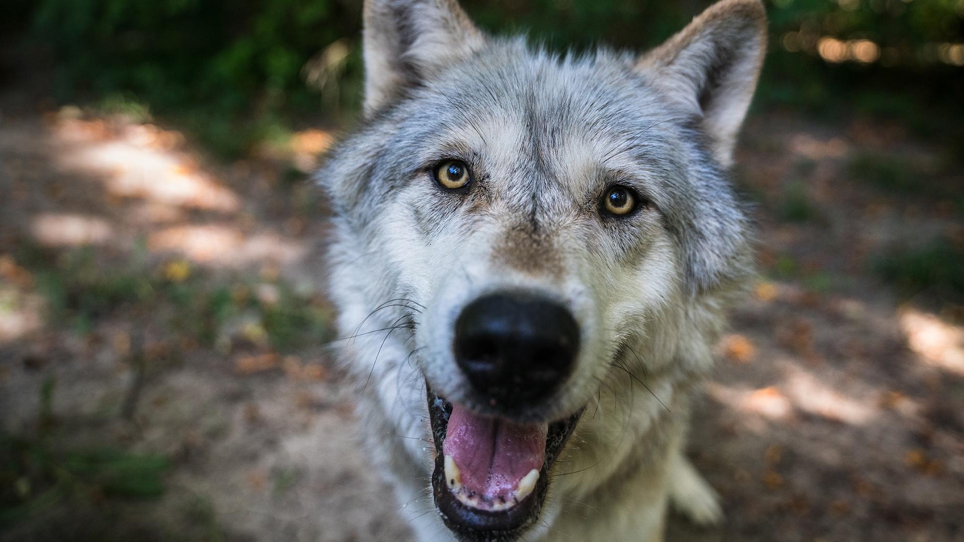 Endangered Wild Dogs Rely on Diverse Habitat to Survive Around