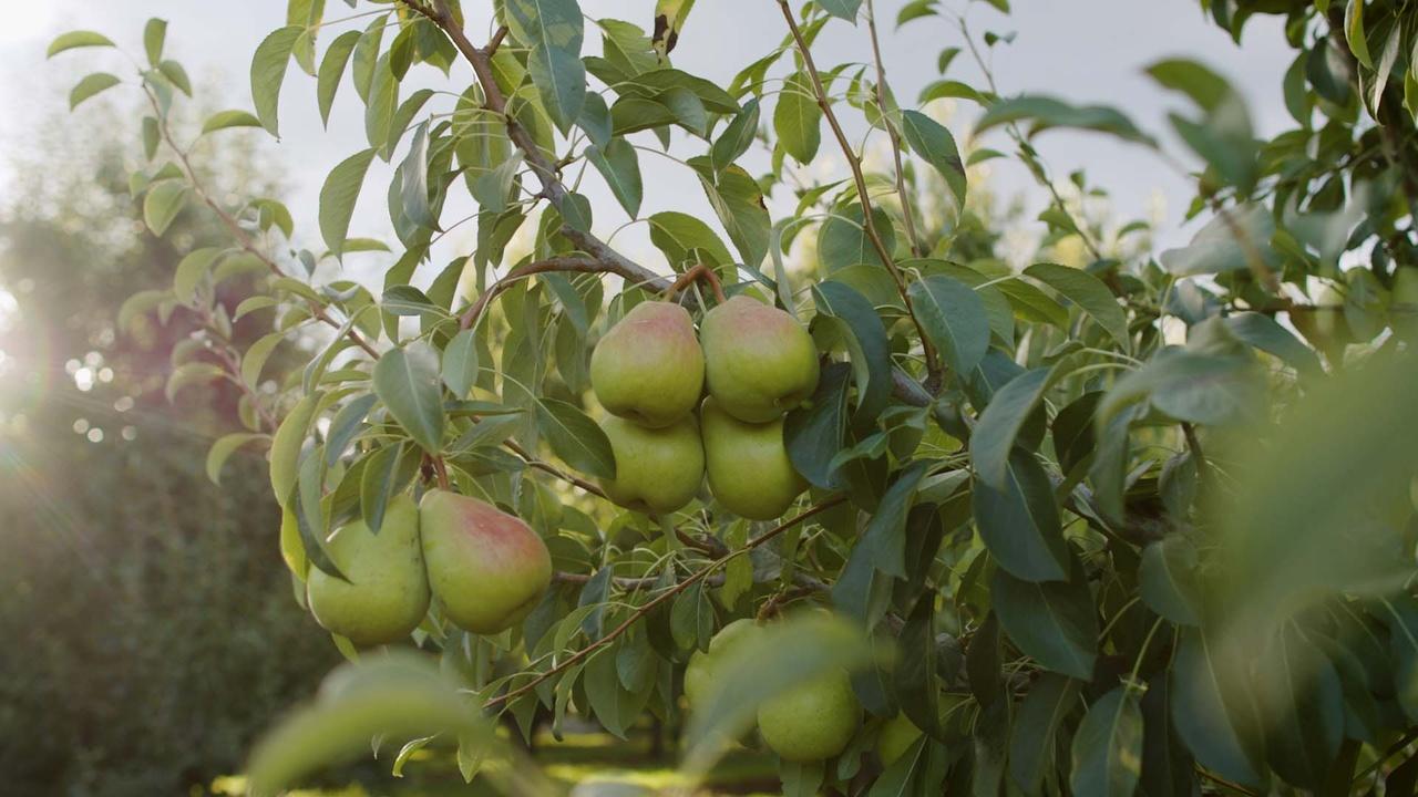 Pears in Oregon