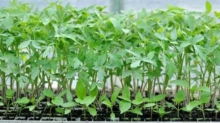 Video thumbnail: Making It Grow Strawberries and the Herbemont Grape