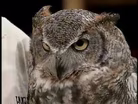 Alice the Great Horned Owl
