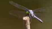 Dragonflies Are Masters of Flight That Start Life Underwater