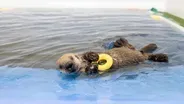 Shedd Aquarium Welcomes Rescued Sea Otter Pup