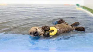 Shedd Aquarium Welcomes Rescued Sea Otter Pup