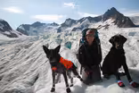 Rogue Dogs
