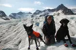 Rogue Dogs
