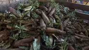 Largest Endive Producer in America