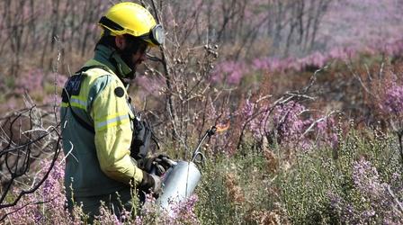 Video thumbnail: Europe's New Wild Fighting Fire with Fire