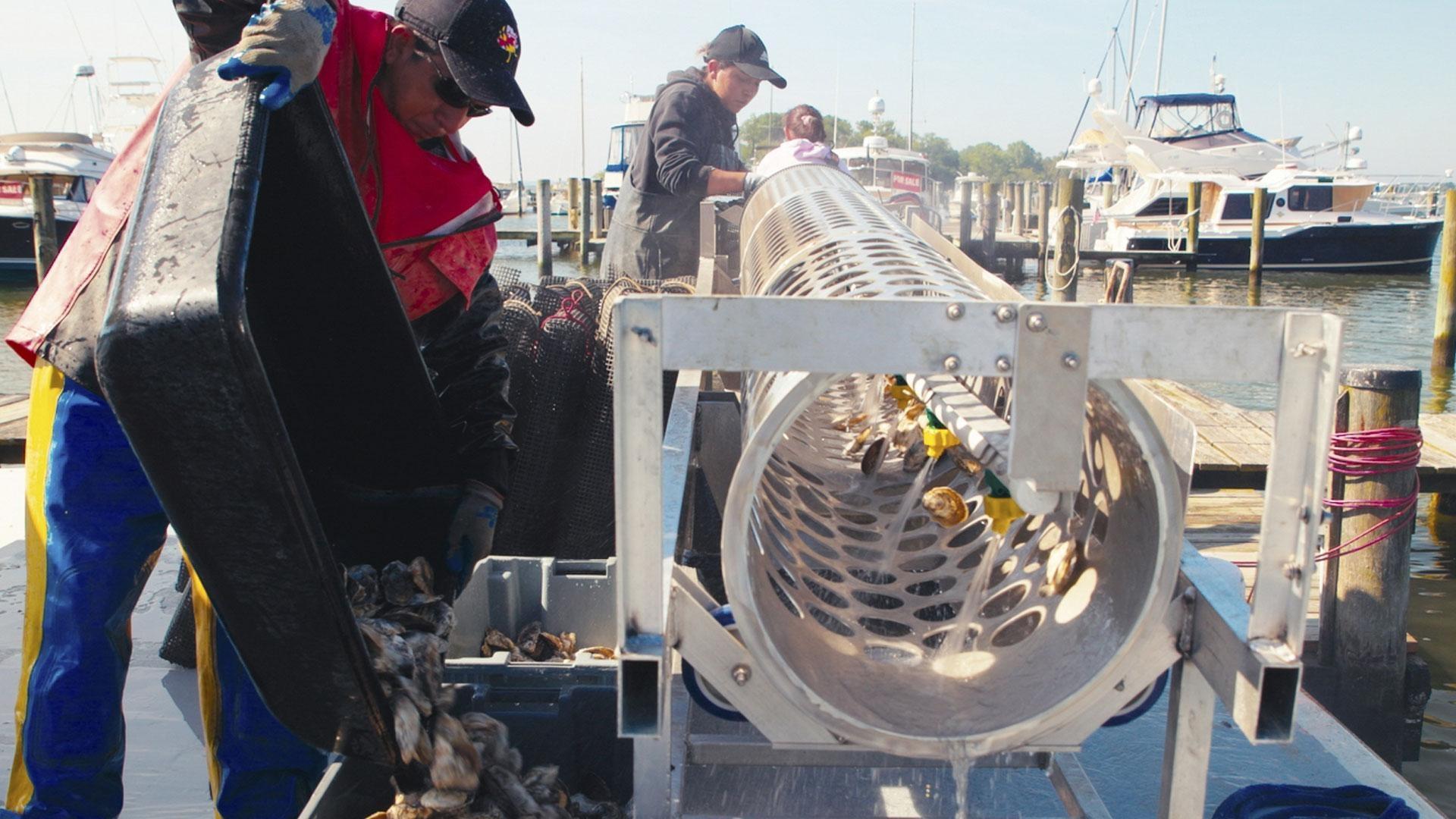 Veteran and newcomers to oyster farming on Maryland's Eastern Shore face a variety of challenges.