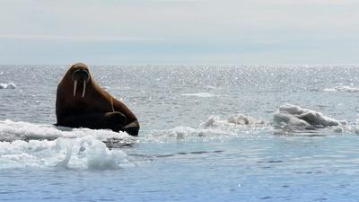 What is the Arctic Death Spiral?