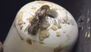 BEES AT BURNSIDE