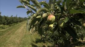 New York Apple Harvest: asset-mezzanine-16x9