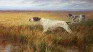 AKC Museum of the Dog Preview