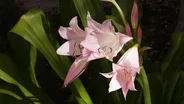 Crazy About Crinum Lilies!