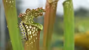 Why These Bugs Live Inside Plants That Eat Them