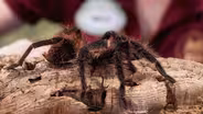 Tarantulas