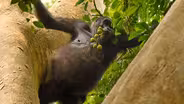 Preview of Gorilla