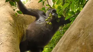 Preview of Gorilla
