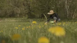 The Forager | Backyard Nature