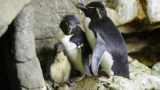 Shedd Aquarium Welcomes Rockhopper Penguin Chick