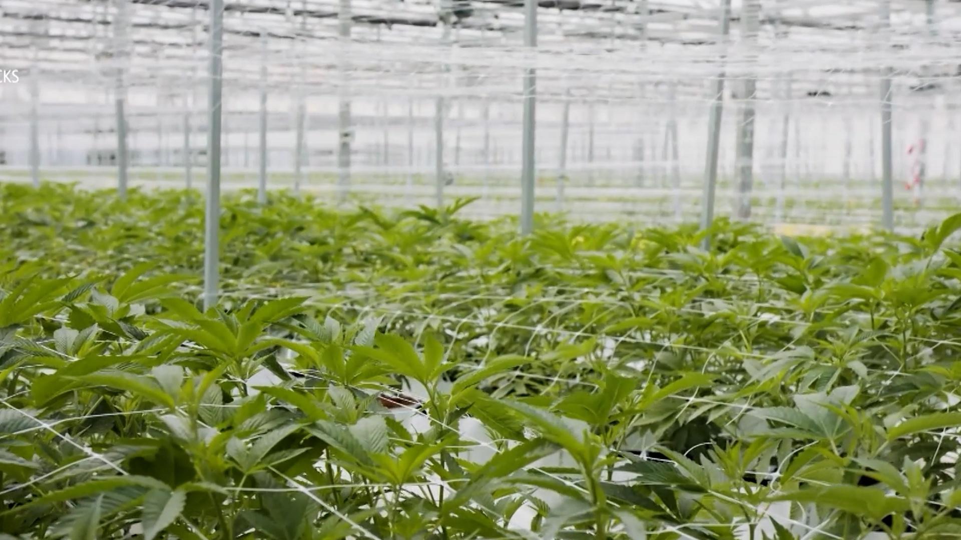 UK Could Open Indoor Cannabis-growing Facility