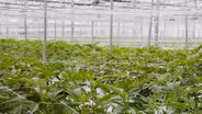 UK Could Open Indoor Cannabis-growing Facility