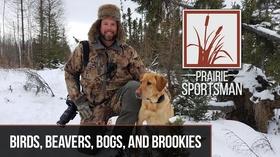 Video thumbnail: Prairie Sportsman Birds, Bogs, Beavers and Brookies