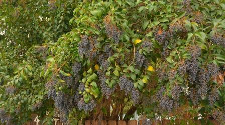 Video thumbnail: Central Texas Gardener Native Alternatives to Exotic Invasive Plants