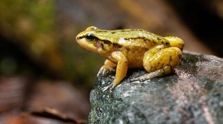 Video thumbnail: Nature Meet One of the Rarest Frogs on Earth