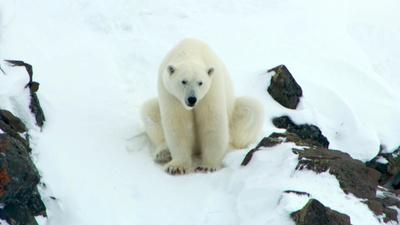 Polar Bear Mom Creates Avalanche to Save Family