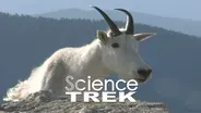 Mountain Goats: Mountain Goat Horns