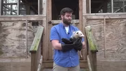 Opossums