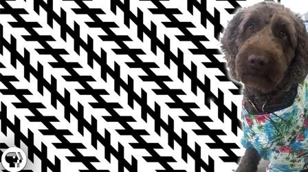 Video thumbnail: BrainCraft Mind Blowing Illusions That Trick Multiple Senses
