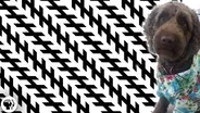 Mind Blowing Illusions That Trick Multiple Senses