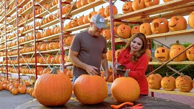 Pumpkins In Illinois