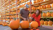Pumpkins In Illinois