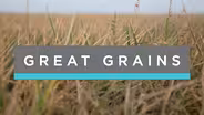 Great Grains