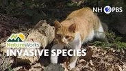Invasive Species