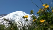 Mt. Rainier Meadow Wildflowers