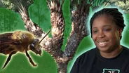 Quest for an Elusive Bee & Rare Pindo Palm | Inspiring Stories of Resilience (Episode 1001)
