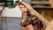Snakes