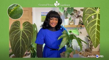 Video thumbnail: Central Texas Gardener Houseplant Winter Problems and Solutions