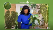 Houseplant Winter Problems and Solutions
