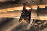 With bats under growing threat, humans to face consequences