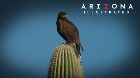 Video thumbnail: Arizona Illustrated Falcons, art, design